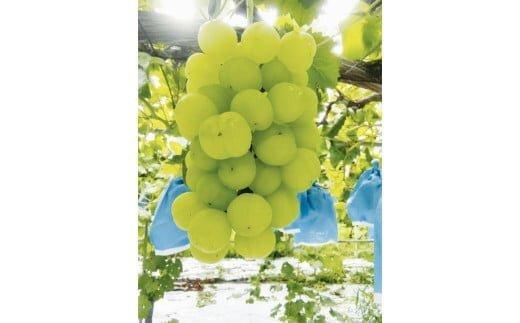 【ポイント交換専用】273.瀬戸ジャイアンツ（種なし）2kg前後（山本農園） ※2025年9月上旬～9月中旬頃に順次発送予定