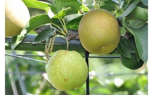 292.甘太（かんた）5kg（JA）※2025年9月下旬～10月上旬頃に順次発送予定【梨&nbsp;なし&nbsp;ナシ&nbsp;甘太&nbsp;フルーツ&nbsp;果物&nbsp;鳥取県&nbsp;北栄町&nbsp;おすすめ&nbsp;人気】