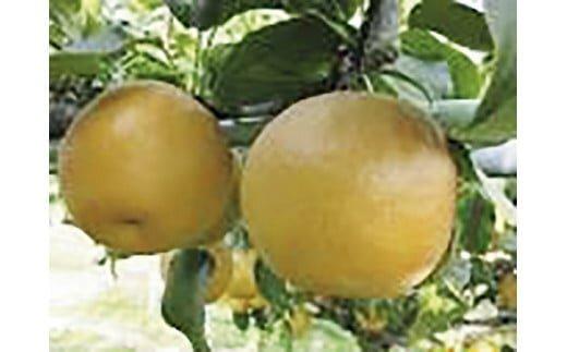 296.王秋&nbsp;5kg（JA）※2025年10月下旬～11月下旬頃に順次発送予定【梨&nbsp;なし&nbsp;ナシ&nbsp;王秋&nbsp;フルーツ&nbsp;果物&nbsp;鳥取県&nbsp;北栄町&nbsp;おすすめ&nbsp;人気】