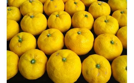 【ポイント交換専用】342.柚子（ゆず）玉&nbsp;　2.6kg前後|&nbsp;果物&nbsp;食材&nbsp;果汁&nbsp;料理&nbsp;風味&nbsp;多田錦&nbsp;産地直送　※2026年11月中旬～11月下旬頃に順次発送予定　※北海道・沖縄・離島への配送不可