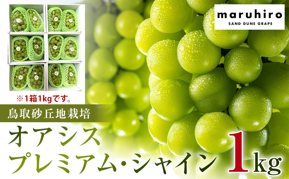【ポイント交換専用】563.【先行予約】オアシス・プレミアム・シャイン&nbsp;1kg（鳥取砂丘地栽培）｜&nbsp;シャインマスカット&nbsp;葡萄&nbsp;ぶどう&nbsp;産地直送&nbsp;フルーツ&nbsp;果物&nbsp;甘い&nbsp;人気&nbsp;※2026年8月下旬頃～10月下旬頃に順次発送