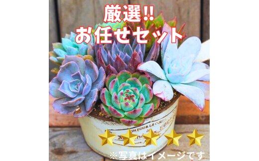 【ポイント交換専用】731【厳選株】【農場直送】多肉植物エケベリア ぷっくり充実株!! おまかせ7品種セット※着日指定不可※北海道・沖縄・離島への配送不可