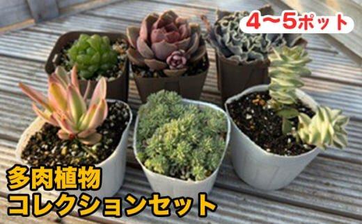 【ポイント交換専用】810.多肉植物コレクションセット　※離島への配送不可