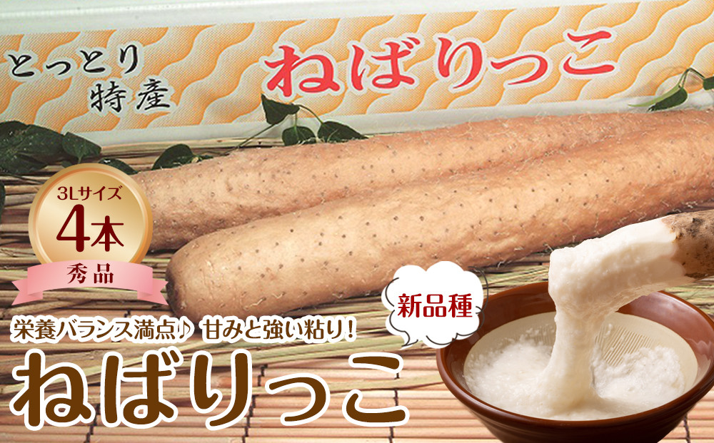 742.【JA】ねばりっこ 秀3L×4本 ※着日指定不可 ※離島への配送不可 ※順次発送予定【ねばりっこ 長いも 長芋 芋 鳥取県 北栄町 おすすめ 人気】