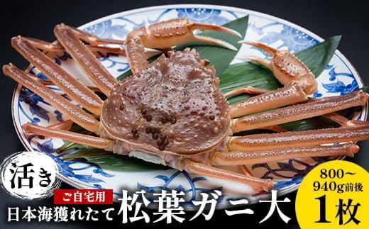 【ポイント交換専用】113.【活き】訳あり&nbsp;ご自宅用&nbsp;日本海獲れたて&nbsp;松葉ガニ&nbsp;大　800～940g前後　1枚◇&nbsp;≪かに&nbsp;カニ&nbsp;蟹&nbsp;ズワイガニ≫　※2025年11月上旬～2026年3月上旬頃に順次発送予定