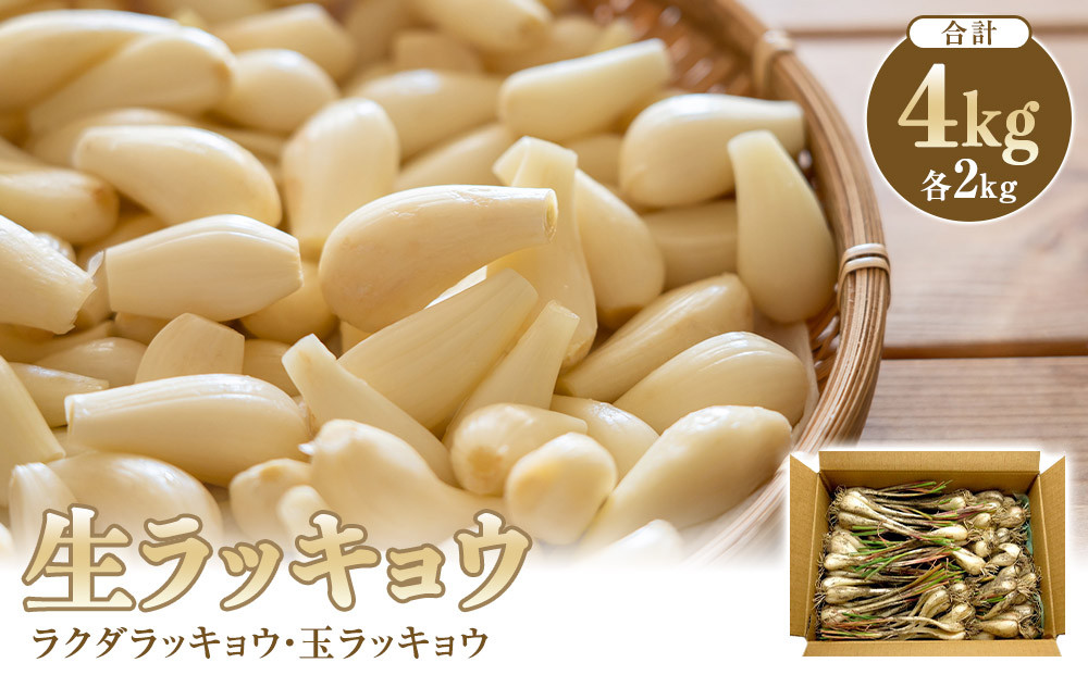 【ポイント交換専用】326.生ラッキョウ　計4kg（ラクダラッキョウ×2kg　玉ラッキョウ×2kg）※2026年5月下旬～7月上旬頃に順次発送予定