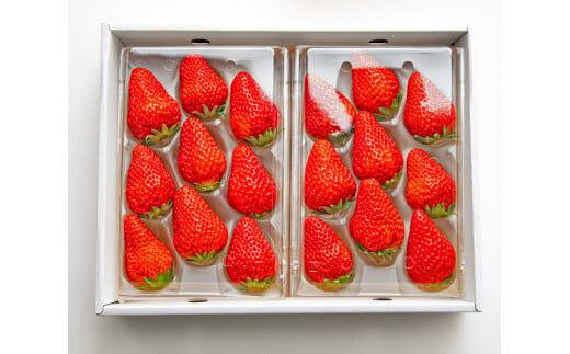 【ポイント交換専用】329.大玉甘熟いちご『紅ほっぺ』　※2026年1月中旬頃～2026年3月下旬頃に順次発送予定