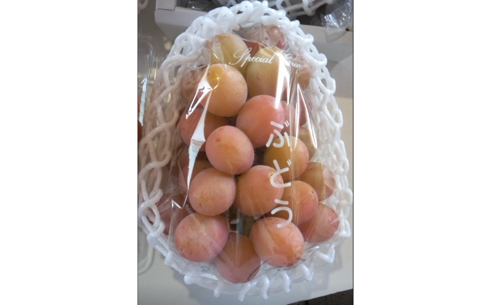 【ポイント交換専用】964.北条砂丘地産ぶどう&nbsp;クインニーナ&nbsp;2房&nbsp;1kg以上&nbsp;果物&nbsp;くだもの&nbsp;葡萄&nbsp;ぶどう