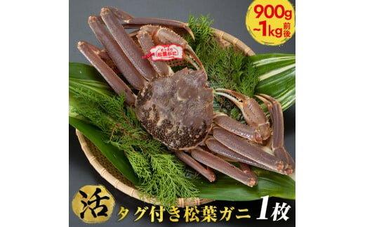 【ポイント交換専用】663.【活】タグ付き松葉ガニ　特大1枚（900g～1kg前後）【着日指定不可】※2025年11月上旬～2026年3月下旬頃に順次発送予定《かに&nbsp;カニ&nbsp;蟹》