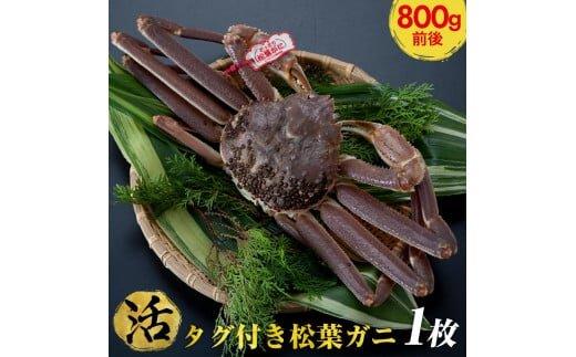 【ポイント交換専用】664.【活】タグ付き　松葉ガニ　大1枚（800g前後）◇【着日指定不可】※2025年11月上旬～2026年3月下旬頃に順次発送予定《かに&nbsp;カニ&nbsp;蟹》