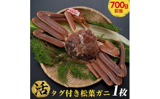 【ポイント交換専用】665.【活】タグ付き松葉ガニ　中1枚（700g前後）◇【着日指定不可】※2025年11月上旬～2026年3月下旬頃に順次発送予定《かに&nbsp;カニ&nbsp;蟹》