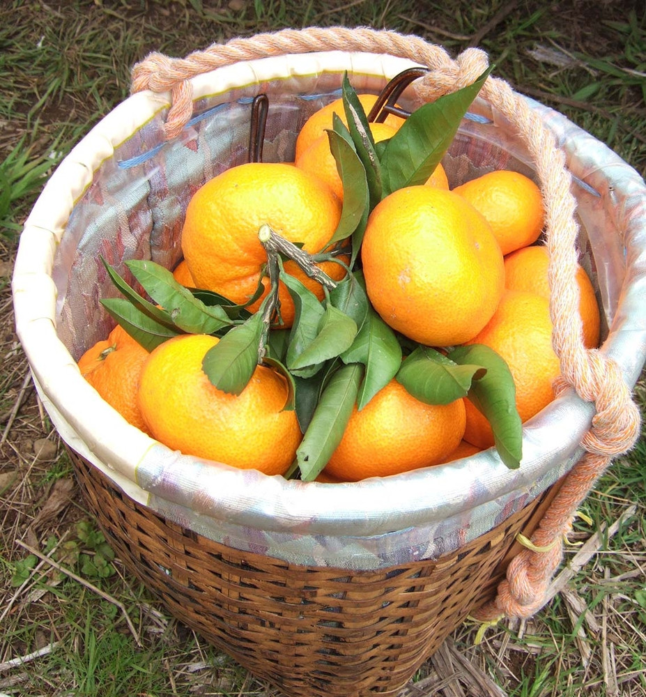 みかん あきさわ園の土蔵熟成「蔵熟みかん」 10kg〈出荷時期:2025年12月1日