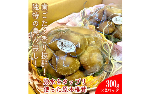 小田原の里山で湧水を贅沢に使って育てた原木生椎茸(300g×2パック)【野菜&nbsp;きのこ&nbsp;キノコ&nbsp;茸&nbsp;シイタケ&nbsp;しいたけ&nbsp;贈答用&nbsp;ご家庭で&nbsp;原木栽培&nbsp;おすそ分け&nbsp;神奈川県&nbsp;小田原市&nbsp;】
