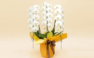 《お花の回数券シリーズ》トップフローリスト厳選の胡蝶蘭３本立ちの回数券×５枚