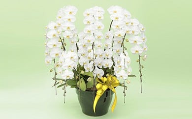 トップフローリスト厳選の胡蝶蘭 10本立ち※配達エリア限定