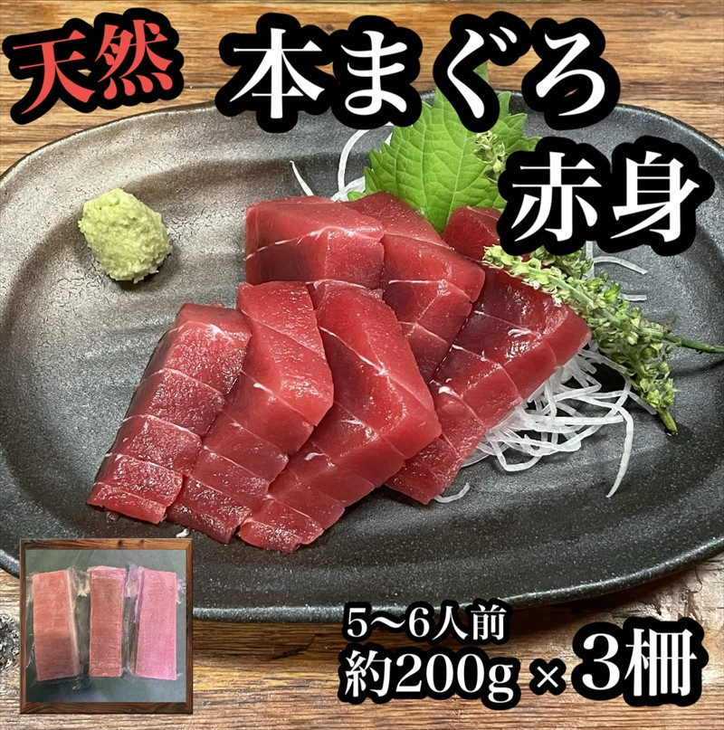 貴重な天然本鮪&nbsp;赤身&nbsp;約200g×3柵&nbsp;約5&nbsp;６人前●マグロの中心部天身を使用！【赤身&nbsp;天身&nbsp;惣菜&nbsp;海鮮&nbsp;お取り寄せ&nbsp;御中元&nbsp;お中元&nbsp;お歳暮&nbsp;父の日&nbsp;母の日&nbsp;贈り物&nbsp;日本酒&nbsp;焼酎】【神奈川県小田原市早川】