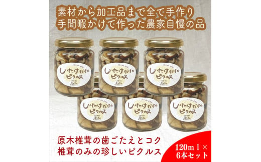 しいたけだけのピクルス 6個セット【 家庭用 自宅用 贈答品 贈答用 ギフト お取り寄せ お中元 お歳暮 贈り物 お祝い 神奈川県 小田原市 】