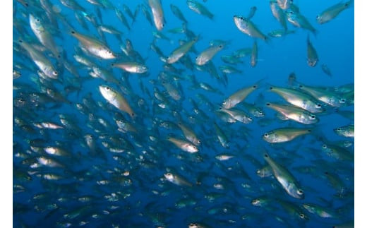 気軽に水中散歩！スノーケリング＆体験ダイビング【1回】【シュノーケリング レンタル ダイビングスクール 送迎付き スノーケリング＆体験ダイビング招待券　1名様分 小田原の海 魚 体験ダイビング 神奈川県 小田原市 】