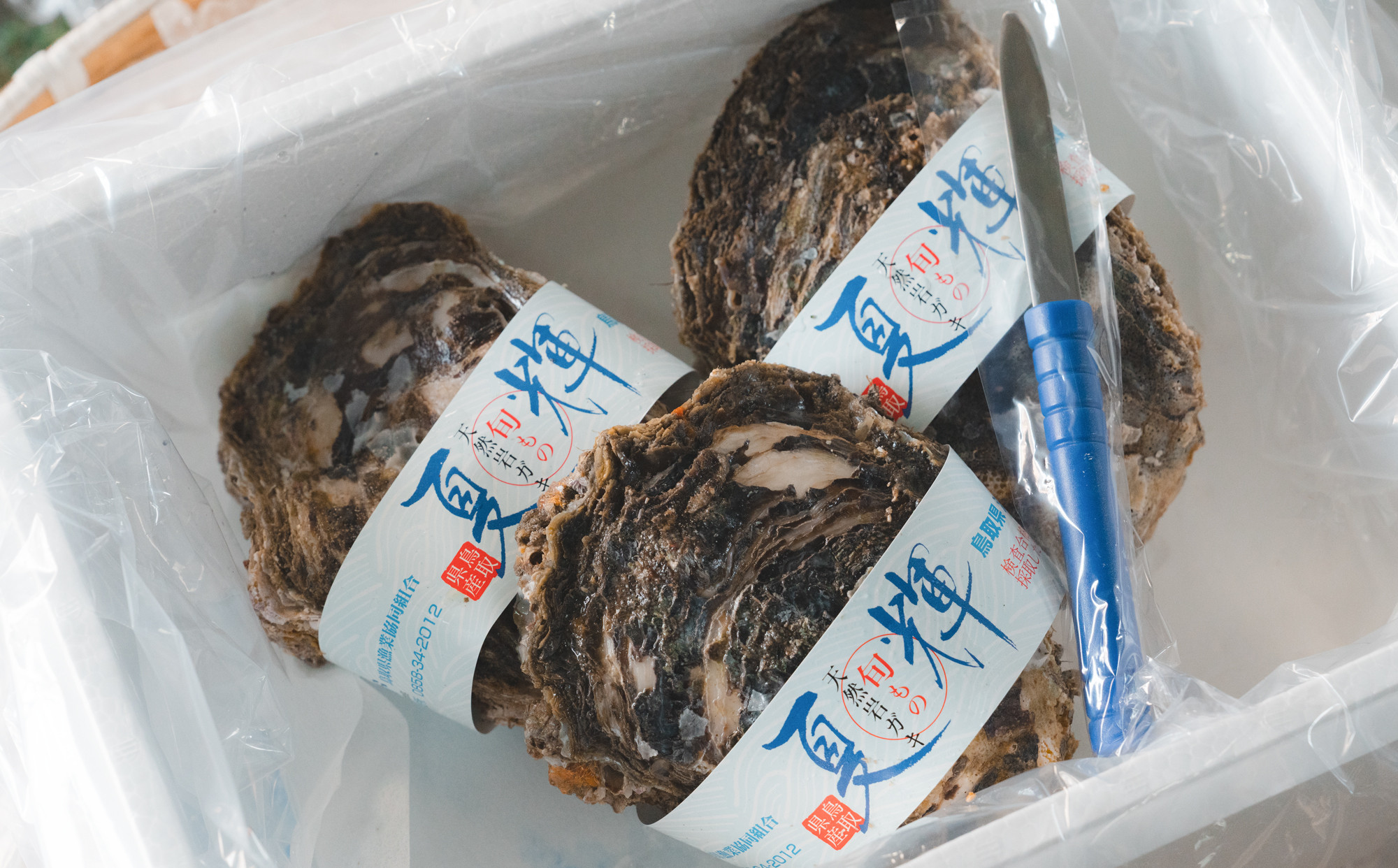 1014.【2026年6月上旬以降発送&nbsp;先行予約】鳥取県産　天然岩ガキ『夏輝』　特大サイズ3個（500g以上×3個）&nbsp;牡蠣&nbsp;カキ※着日指定不可※2026年6月上旬～8月下旬頃に順次発送予定【牡蠣&nbsp;かき&nbsp;岩ガキ&nbsp;いわがき&nbsp;甲殻類&nbsp;新鮮&nbsp;鳥取&nbsp;北栄町&nbsp;おすすめ&nbsp;人気】