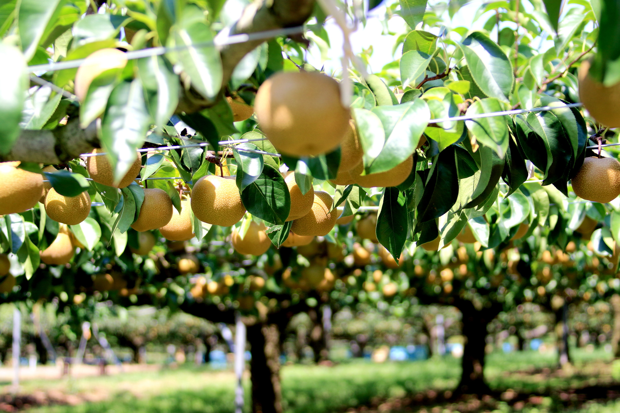 先行予約（2026年発送分）】【訳あり】旬の和梨 約5kg【吉川果樹園
