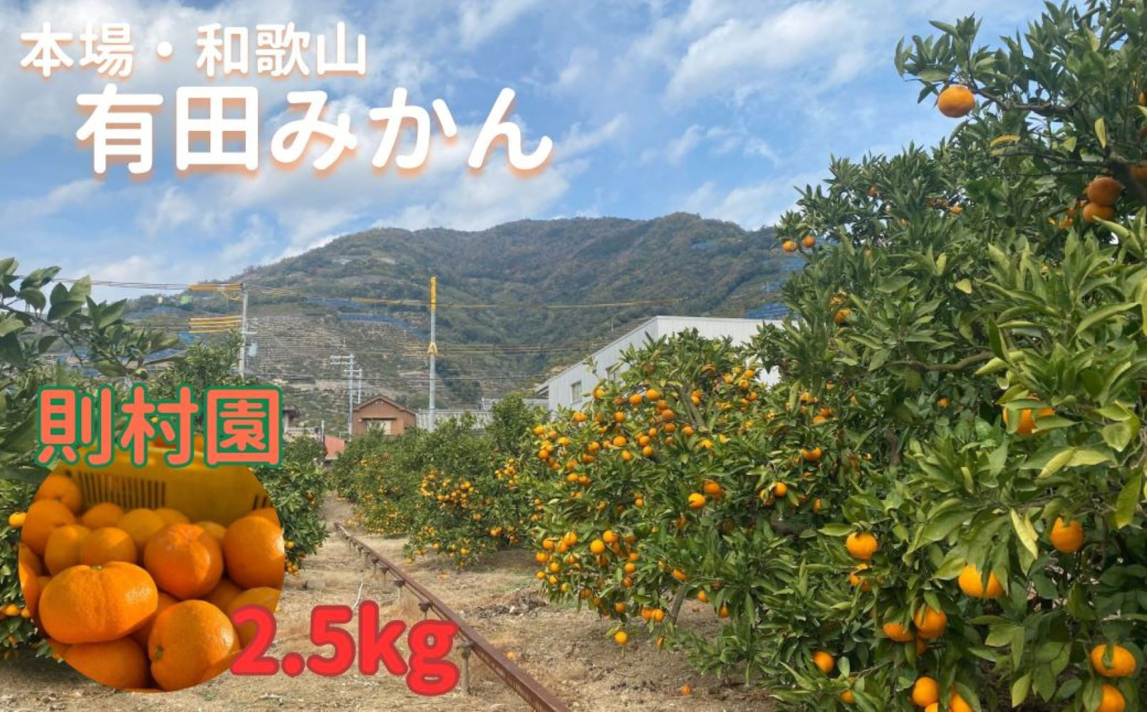 則村園産&nbsp;有田みかん&nbsp;約2.5kg