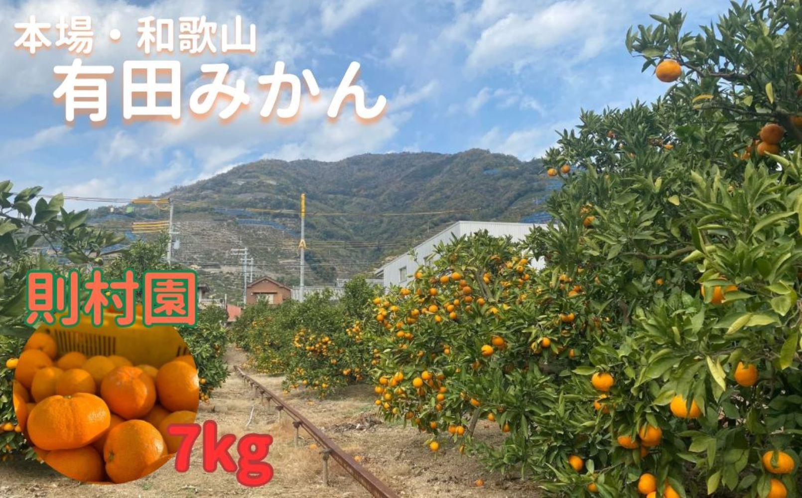 則村園産&nbsp;有田みかん&nbsp;約7kg