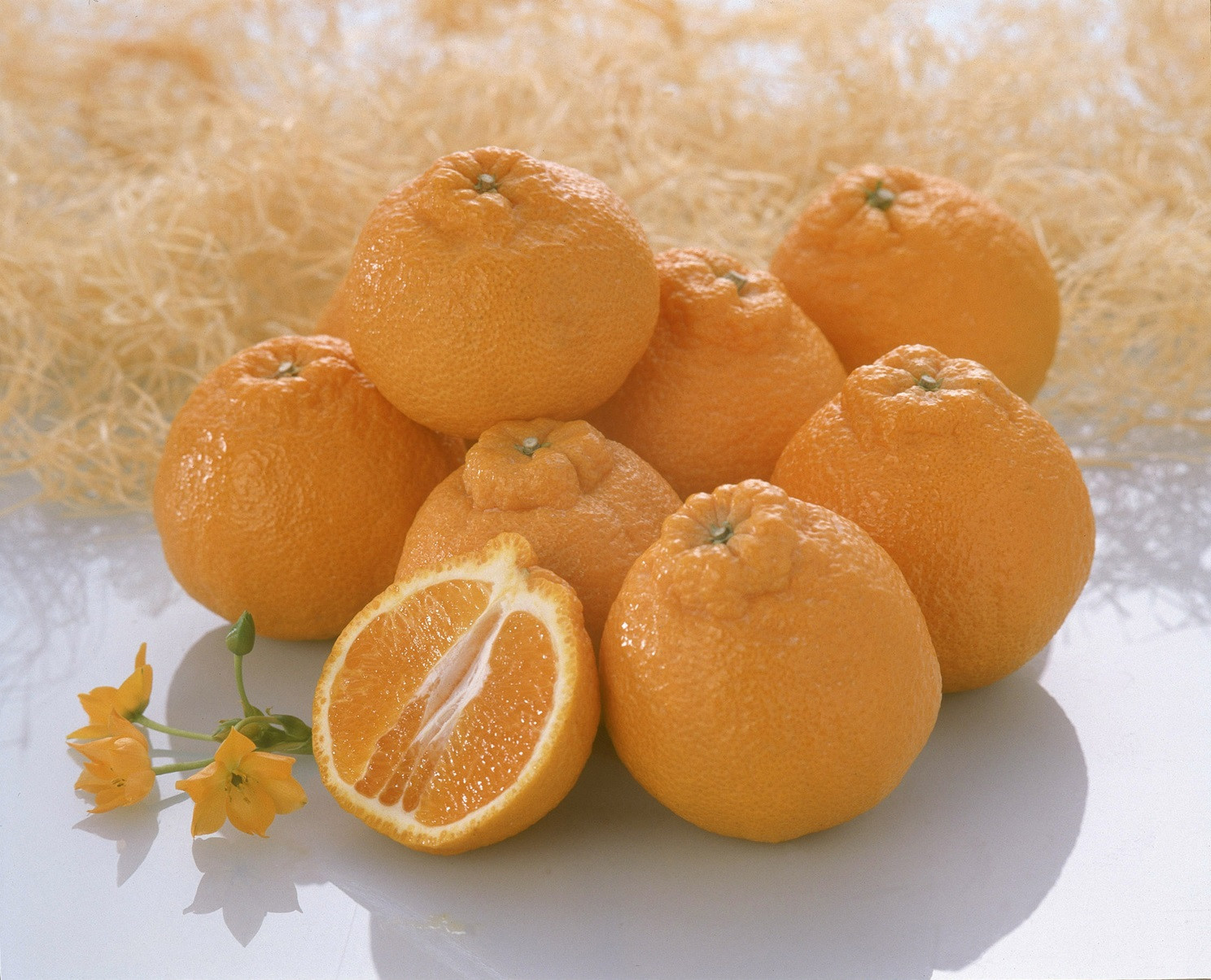 【2026年4月より出荷】則村園産&nbsp;不知火&nbsp;約1.5kg&nbsp;5～7個