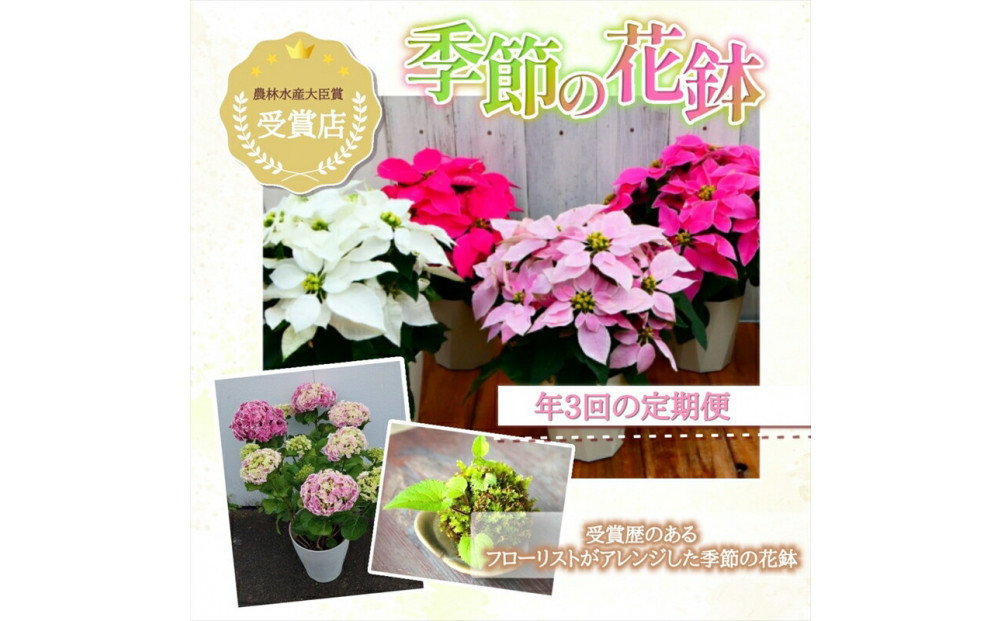 【定期便年3回　季節の花鉢】農林水産大臣賞を受賞したフローリストがアレンジする&nbsp;季節を知らせる花鉢【&nbsp;花&nbsp;お花&nbsp;神奈川県&nbsp;小田原市&nbsp;】