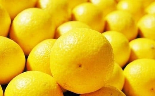 〈超希少商品〉神奈川生まれの柑橘&nbsp;ハウス栽培の湘南ゴールド＜出荷開始：２０２６年２月１５日出荷開始～２０２６年３月１０日出荷終了＞【フルーツ&nbsp;オレンジ&nbsp;果物&nbsp;柑橘&nbsp;贈答用&nbsp;家庭用&nbsp;自宅用&nbsp;&nbsp;神奈川県小田原市】