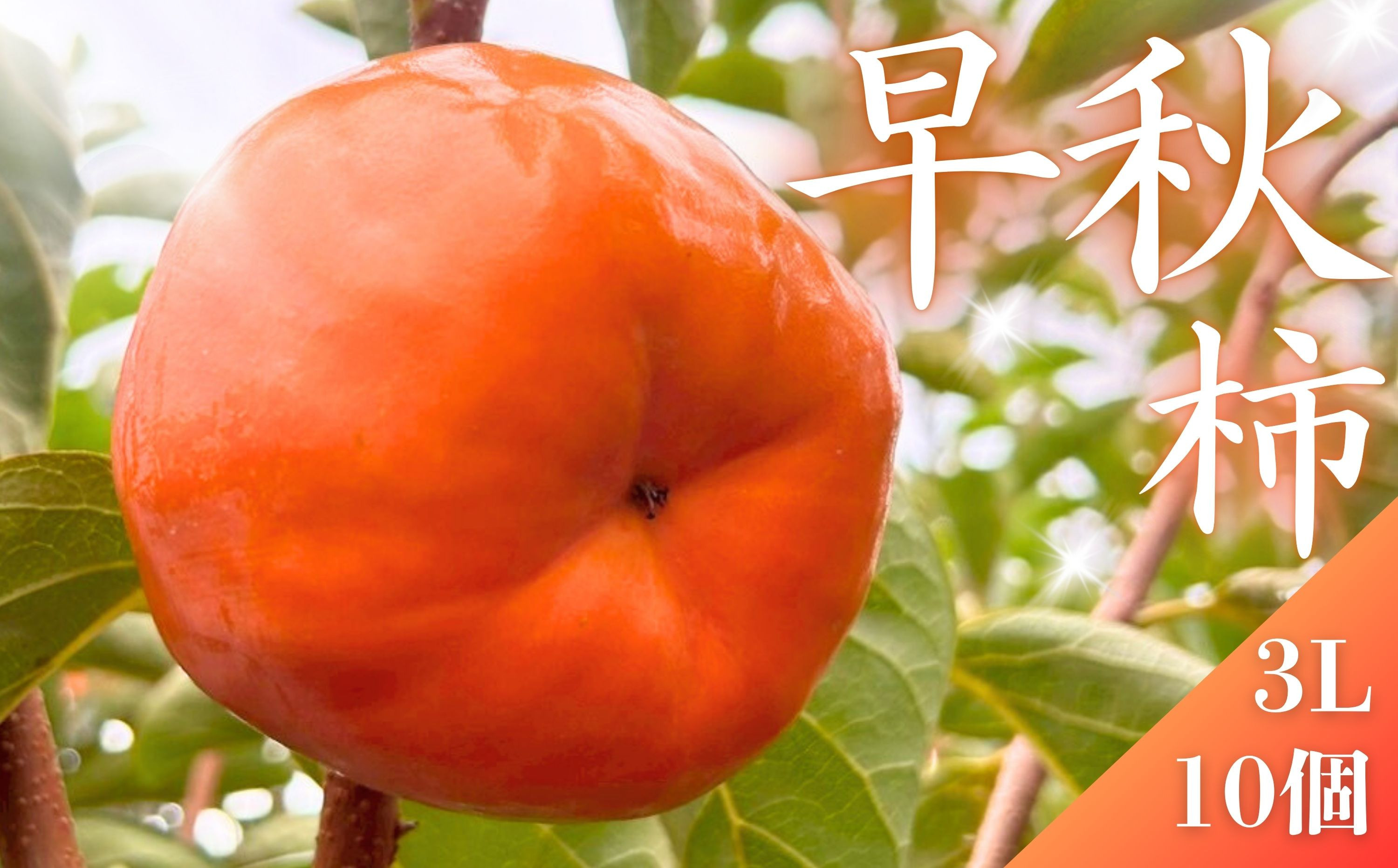 【先行予約】&nbsp;真っ赤で大きくて甘い！&nbsp;Farm&nbsp;m&aの早秋柿&nbsp;3L×10個&nbsp;秀品&nbsp;岐阜県&nbsp;大野町（2025年10月中旬～発送）農家直送&nbsp;果物&nbsp;フルーツ&nbsp;秋の味覚&nbsp;柿&nbsp;かき&nbsp;早秋&nbsp;そうしゅう