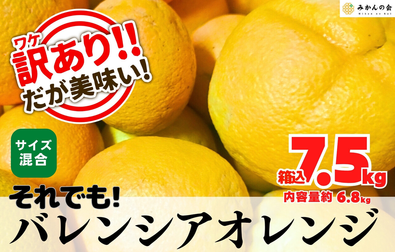 訳あり バレンシアオレンジ  国産 箱込 7.5kg (内容量 6.8kg ) サイズミックス 和歌山県産 産地直送 みかんの会