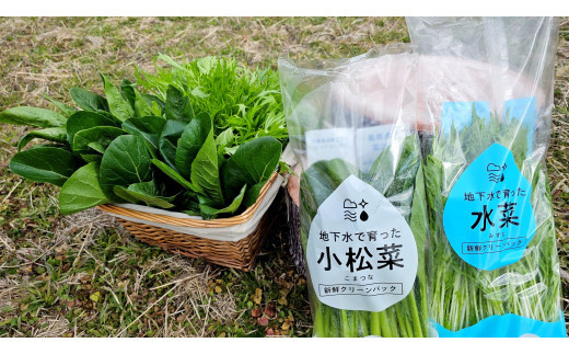 小松菜、水菜の詰め合わせ 各12束