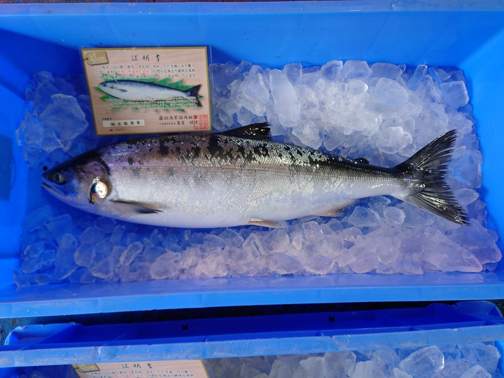 知床羅臼産！幻の魚鮭児&nbsp;1尾(3.3kg～3.4kg)