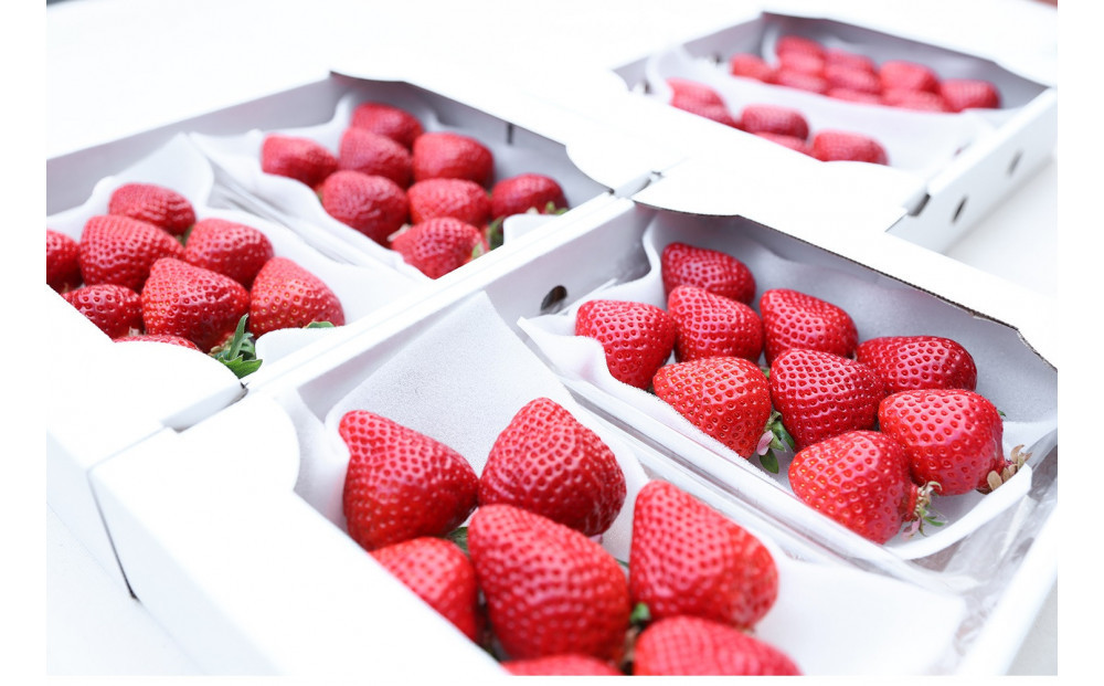 朝どり完熟あまおう6P　福岡市志賀島産