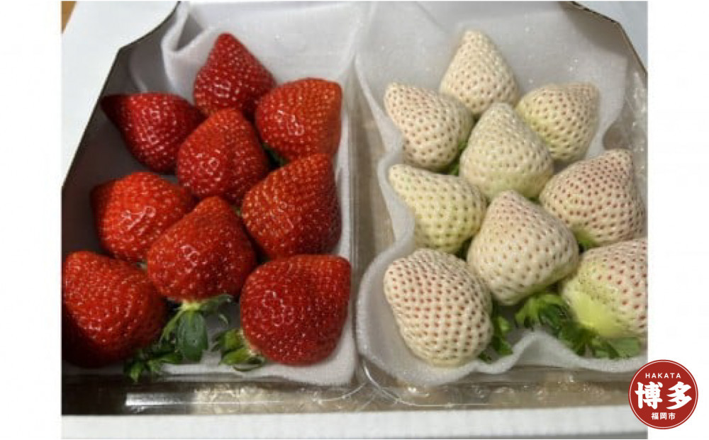 あまおうと天使のいちご紅白セット　福岡市志賀島産