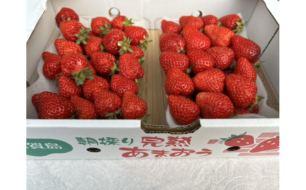 朝どり完熟あまおう盛り合わせ1000ｇ　福岡市志賀島産　