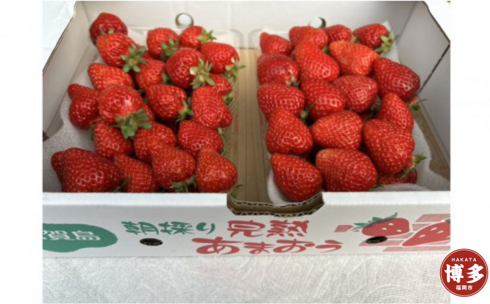 朝どり完熟あまおう盛り合わせ1000ｇ　福岡市志賀島産　