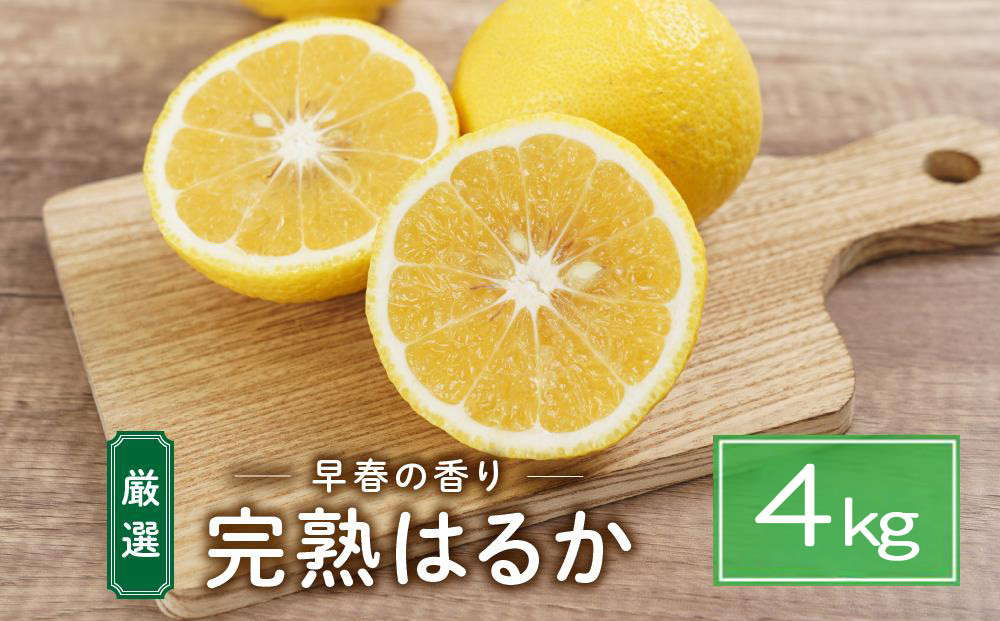 完熟はるか&nbsp;4kg&nbsp;ドルチェみかん