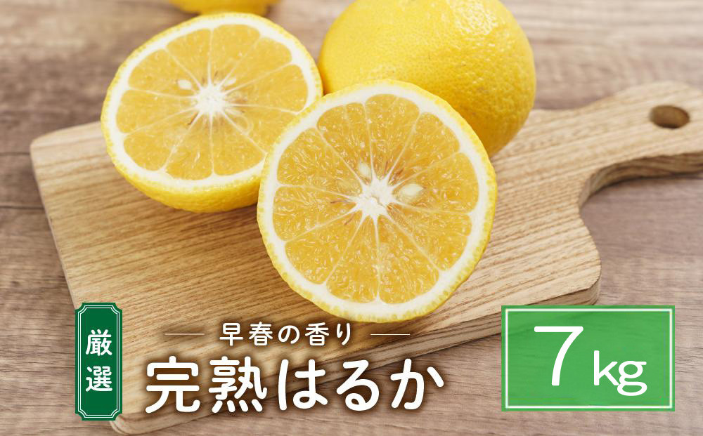完熟はるか&nbsp;7kg&nbsp;ドルチェみかん