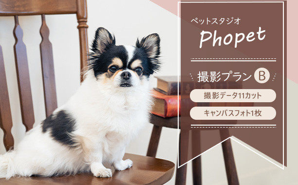 ペットスタジオPhopet&nbsp;撮影プランB・撮影データ11カット&nbsp;キャンバスフォト一枚