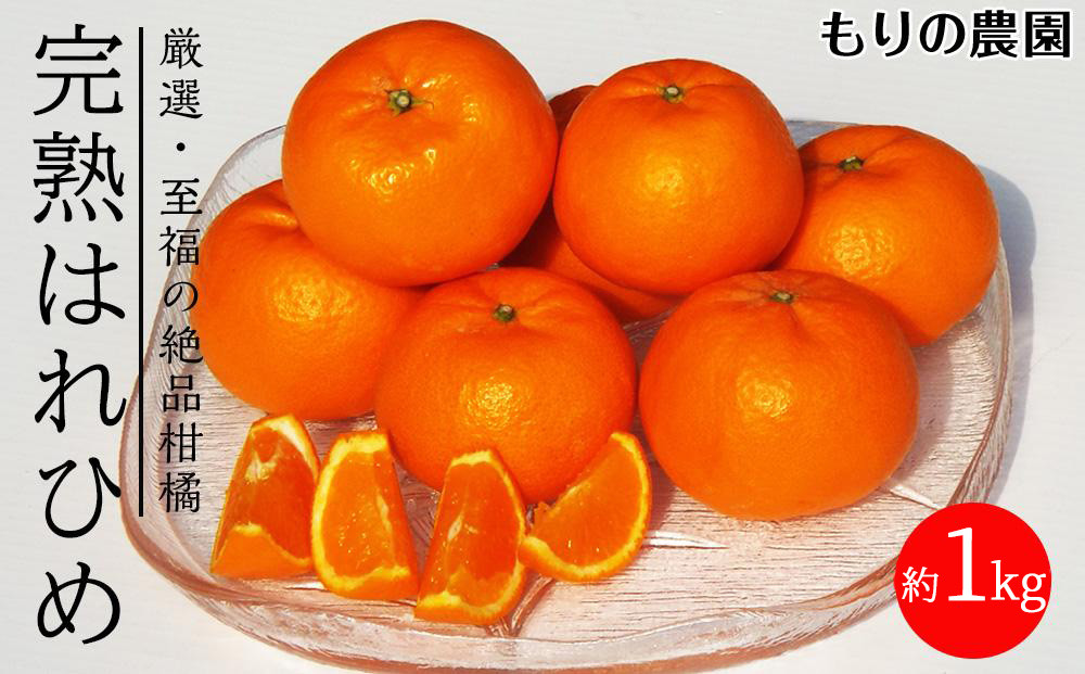 はれひめ「みかんの甘み」と「オレンジの香り」の新品種！1kg【もりの農園&nbsp;柑橘&nbsp;果物&nbsp;フルーツ&nbsp;人気&nbsp;おすすめ&nbsp;瀬戸内&nbsp;広島県&nbsp;&nbsp;尾道市】