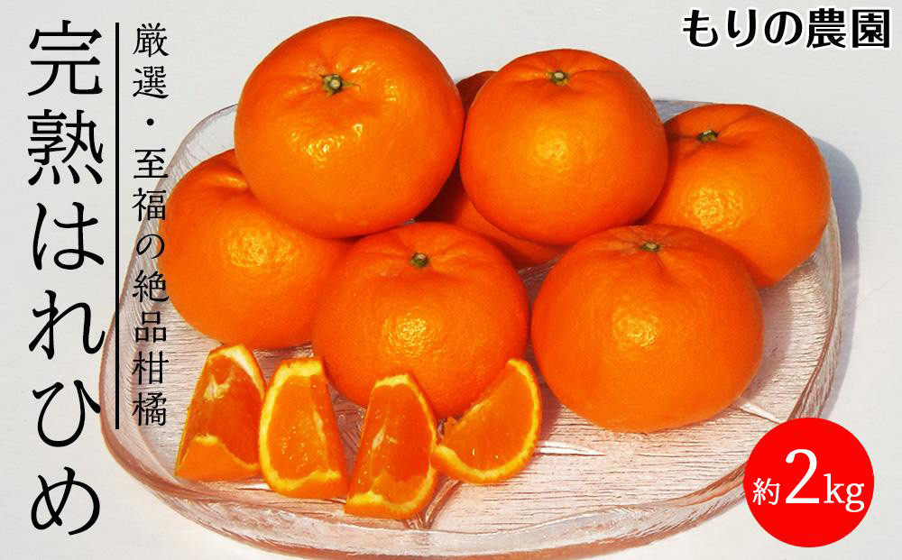 はれひめ「みかんの甘み」と「オレンジの香り」の新品種！2kg【もりの農園&nbsp;柑橘&nbsp;果物&nbsp;フルーツ&nbsp;人気&nbsp;おすすめ&nbsp;瀬戸内&nbsp;広島県&nbsp;&nbsp;尾道市】