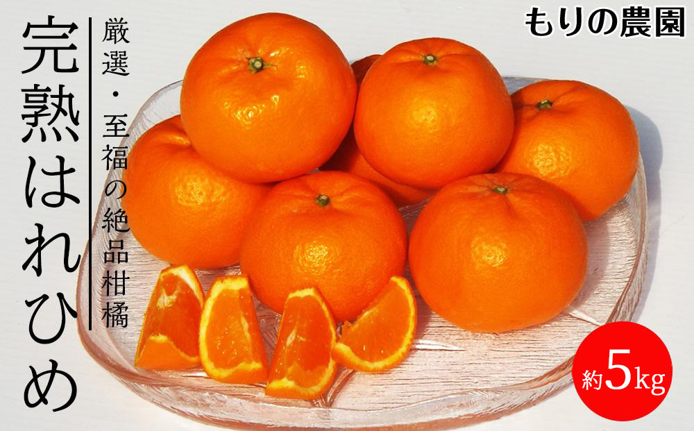 はれひめ「みかんの甘み」と「オレンジの香り」の新品種！5kg【もりの農園&nbsp;柑橘&nbsp;果物&nbsp;フルーツ&nbsp;人気&nbsp;おすすめ&nbsp;瀬戸内&nbsp;広島県&nbsp;&nbsp;尾道市】