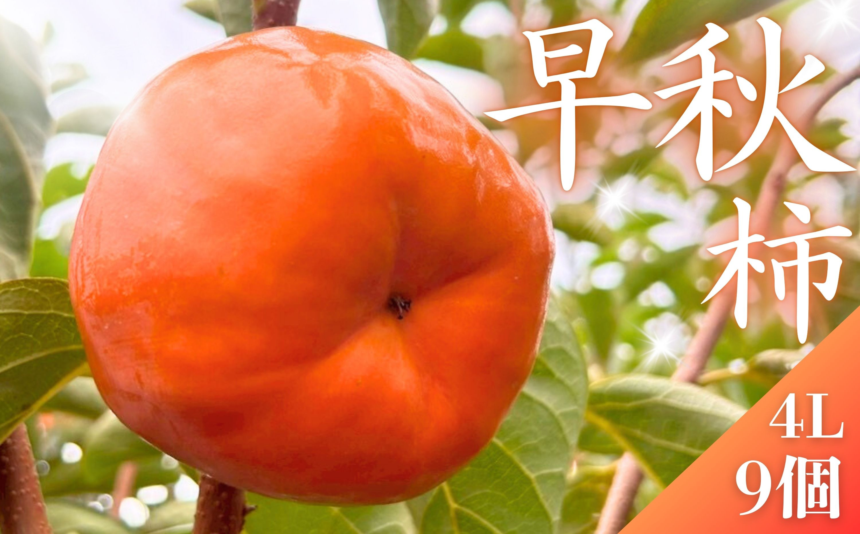 【先行予約】&nbsp;真っ赤で大きくて甘い！&nbsp;Farm&nbsp;m&aの早秋柿&nbsp;4L×9個&nbsp;秀品&nbsp;岐阜県&nbsp;大野町（2025年10月中旬～発送）農家直送&nbsp;果物&nbsp;フルーツ&nbsp;秋の味覚&nbsp;柿&nbsp;かき&nbsp;早秋&nbsp;そうしゅう