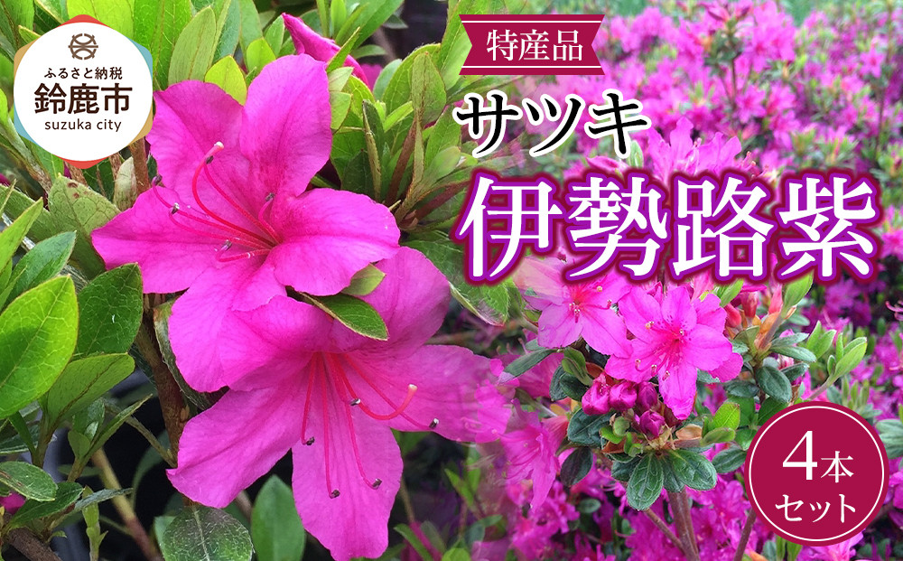 特産品&nbsp;サツキ伊勢路紫&nbsp;4本セット