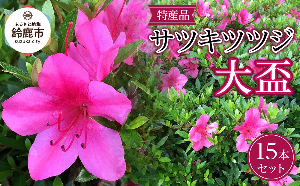 特産品の サツキツツジ大盃 15本セット