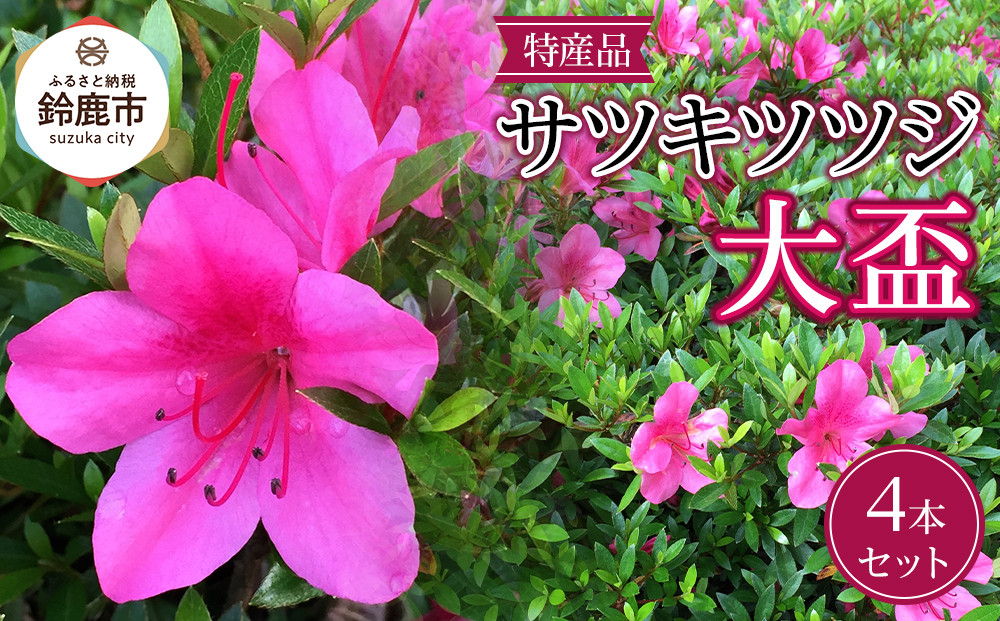 特産品の サツキツツジ大盃 4本セット