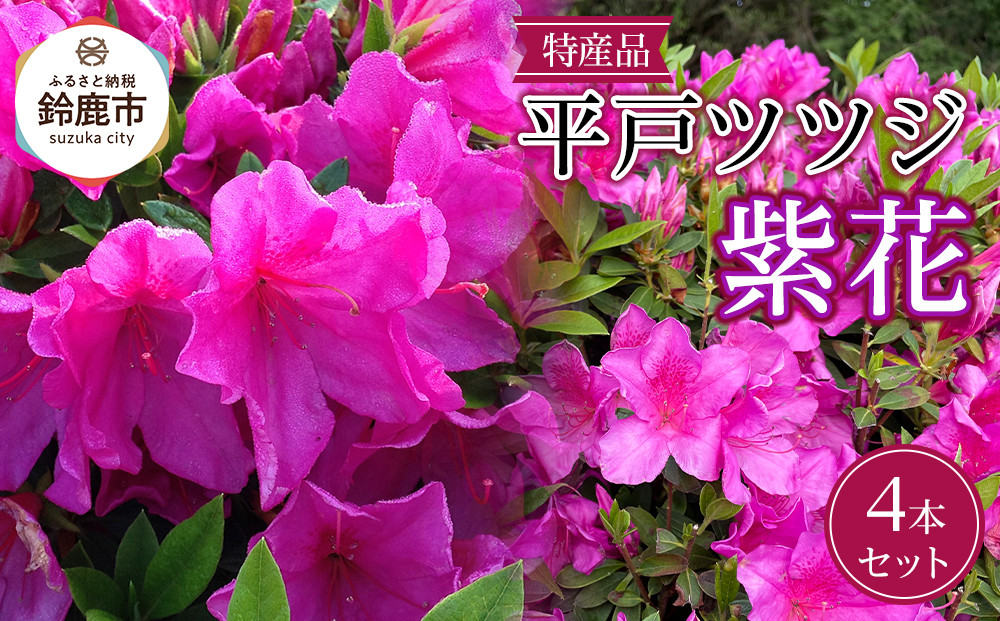 特産品 ヒラトツツジ紫花 4本セット