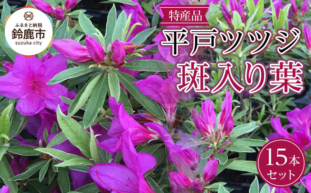 特産品 平戸ツツジ斑入り葉 15本セット
