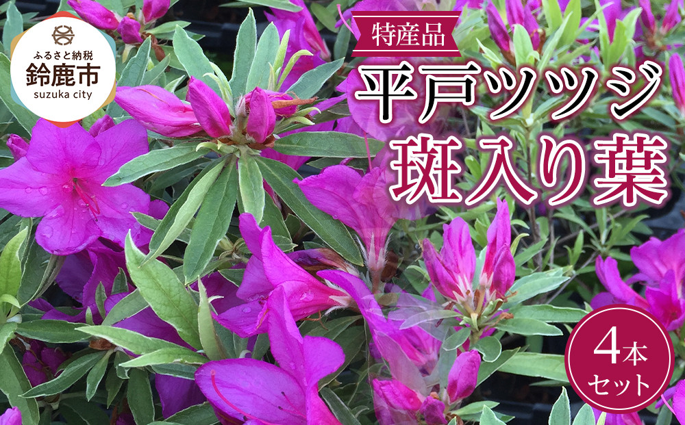 特産品 平戸ツツジ斑入り葉 4本セット